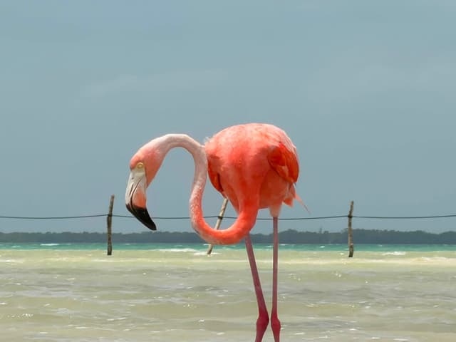 Mañana frente al mar
