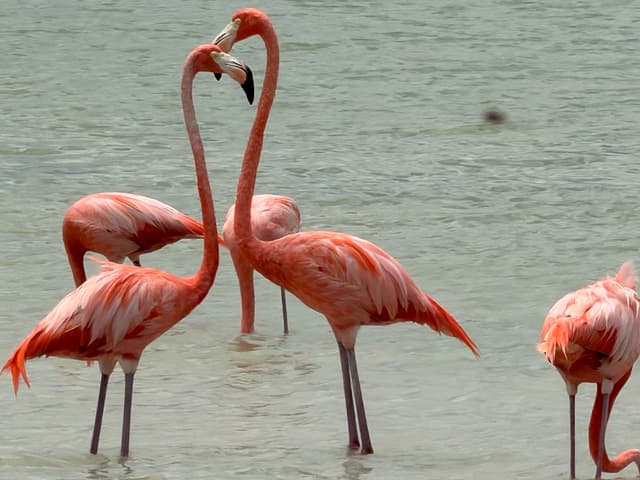 Flamencos, cuando están por la zona